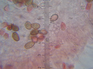 Agaricus-depauperatus-Moell-Pilat
