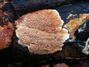 Mycoacia-uda-14-12-15-BC-legno-di-latifoglia-Gaudino-3.jpg